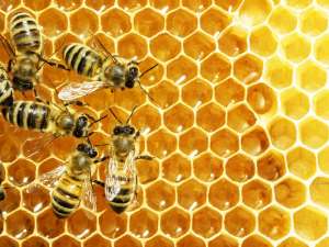 Рабочие пчелы на медовых сотах (стоковое фото). Сырой мед использовался против инфекций на протяжении тысячелетий, до того, как известный нам теперь мед стал изготавливаться и продаваться в магазинах. (Фото: © Дмитрий Smaglov / Fotolia)