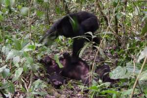 Шимпанзе попирает труп поверженного сородича. Фото: John Mitani