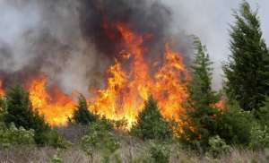 Лесные пожары. Фото: http://ufoleaks.su