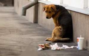 Бездомные животные. Фото: http://animal.ru/
