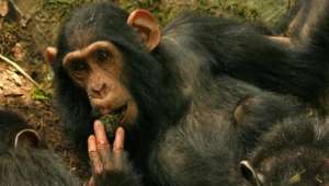 Шимпанзе перенимают идеи друг у друга в дикой природе. Фото: Вести.Ru