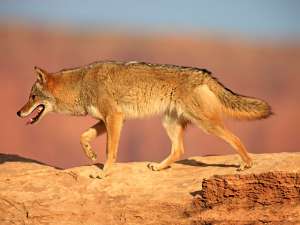 В США дикий койот выжил, застряв в решетке радиатора и проехав в ней еще 10 километров. Фото: Global Look Press
