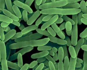 Почвенные бактерии рода Nitrosomonas. (Фото Dennis Kunkel Microscopy, Inc. / Visuals Unlimited / Corbis).