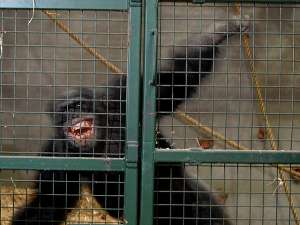 Зоозащитная организация требует признать за животным право на свободу и освободить его из клетки, где его содержат владельцы. Фото: Global Look Press