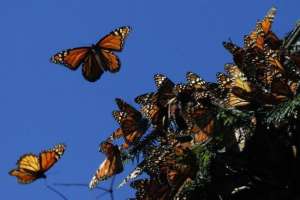 Бабочки монархи летают в заповеднике бабочек Эль-Росарио на горе в мексиканском штате Мичоакан, 27 ноября 2013. (Фото: Reuters / Edgard Garrido)
