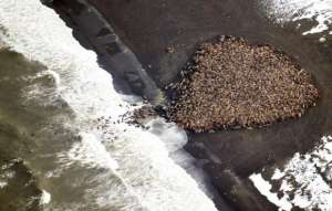 Примерно 35 000 моржей, изображенных на фото, вышли на пляж возле деревни Пойнт Лей, Аляска, в 700 милях к северо-западу от Анкориджа, в этом сентябре. (Фото: Reuters)