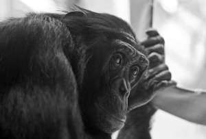  Бонобо ©Michael Molthagen  