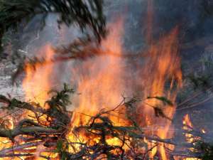 В Московской области возобновилось плановое сжигание порубочных остатков - уничтожение сухих веток и пней на местах лесосек. Фото: Global Look Press