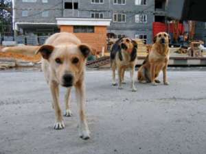Бездомные собаки. Фото: http://veterinar.by/