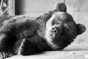  Медведица Варвара. Фото: страница Ленинградского зоопарка в «ВКонтакте»