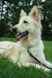 Софи, немецкая овчарка, является тренированной собакой для терапии. (Фото: Georgia State University)