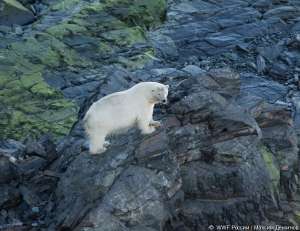 Белый медведь на мысе Кожевникова. Фото: WWF 