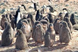 Исследователи Университета штата Делавэр сообщили о связи между местными погодными условиями и весом птенцов пингвинов Адели. (Фото: University of Delaware)