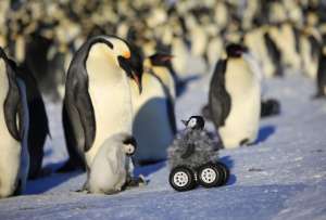  Робот, замаскированный под детеныша пингвина, следит за императорскими пингвинами © Le Maho, et. al.  