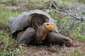 Гигантская черепаха на острове Эспанола. (Фото: Reuters/James P. Gibbs)