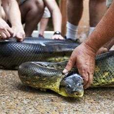 В прямом эфире телеканала о природе гигантская змея съест американского исследователя. Фото: Утро.ru