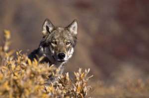 Серый волк в Большом каньоне. Фото: http://earth-chronicles.ru
