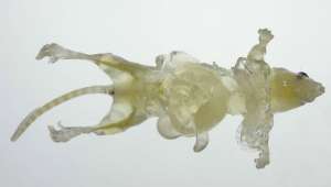 Тело мыши с обесцвеченными органами и тканями (фото RIKEN).