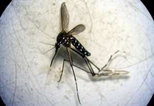 Желтолихорадочный комар. (Фото: AtrapaelTigre.com)