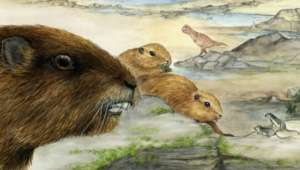 Млекопитающее винтана было ближайшим соседом динозавров (иллюстрация Luci Betti-Nash).