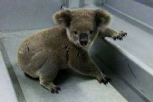Задержанная коала. Фото: страница SW Police Force в Facebook