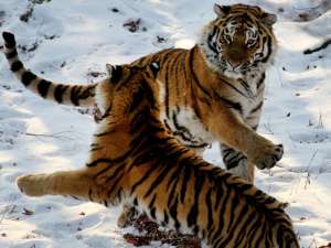 Амурские тигры Амур (на втором плане) и Тайга в вольере Приморского Сафари-парка. Фото с сайта newsru.com