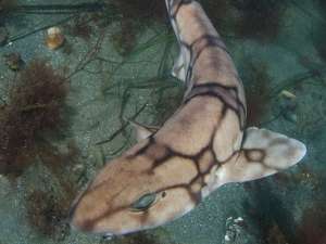 Возле города-курорта Сочи в Черном море вновь появились акулы, которых не видели здесь около десяти лет. Фото: Global Look Press
