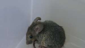   Изъятые из живой природы мыши не хотят или не могут нормально общаться и сосуществовать со своими дикими сородичами (фото CostaPPPR/Wikimedia Commons).
