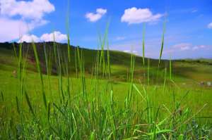 Дикая пшеница Эребунийского заповедника. Фото с сайта wikimedia.org