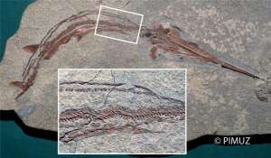 Живородящие костные рыбы впервые появились во время триасового периода. На картинке – триасовые лучеперые рыбы Saurichthys с двумя эмбрионами (крупный план). (Фото: UZH)