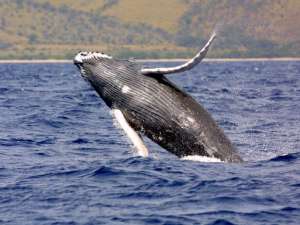 Горбатый кит. Фото: Wikimedia Commons