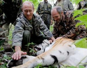 Путин и тигры. Фото: http://www.novayagazeta.ru