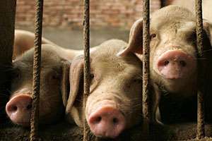 Новые случаи заболевания животных африканской и классической чумой свиней зарегистрированы в Латвии. Фото: БЕЛТА