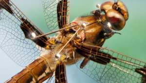 Учёные утверждают, что стрекозы являются самыми успешными хищниками в природе (фото Igor Siwanowicz, Leonardo Lab, HHMI/Janelia Research Campus).