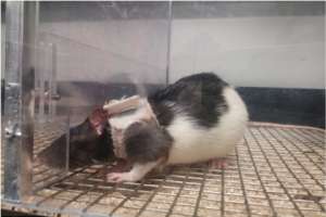 Самка крысы в «бюстгальтере». Фото: Gonzalo R. Quintana Zunino