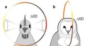 Схематическая интерпретация этой синхронизации зрения и слуха. Птицы с боковыми глазами, такие как Gallus gallus, имеют доступ к зависимой от высоты IID (интерауральной разности интенсивности звука) с обеих сторон (а) (рис S4-S6). Птицы с фронтальными глазами, такие как Tyto alba, однако, имеют доступ к своей зависимой от высоты IID спереди (б) [6]. Цвет указывает на изменения значений IID.  (Фото: Hans A. Schnyder et al PLoS ONE, 2014)