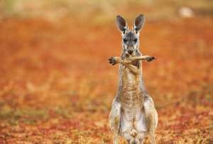  Большой рыжий кенгуру. Архивное фото ©Jami Tarris / Nature’s Best Photography Awards 