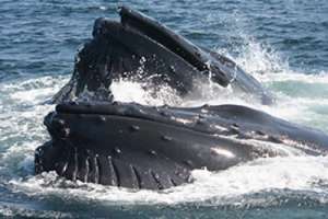 Горбатый кит. (Фото: Сьюзан Паркс)