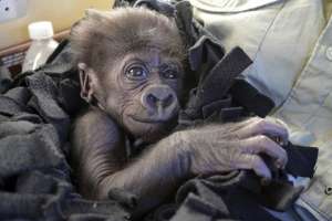 Камина — детеныш гориллы. Фото: Michelle Curley / AP