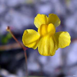 Цветок пузырчатки Utricularia subulata. (Фото Bob Peterson / Flickr.com.)