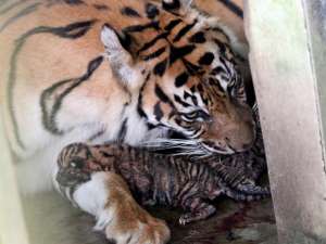 Краснокнижная суматранская тигрица загрызла своих детенышей в иерусалимском зоопарке. Фото: Global Look Press
