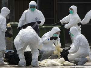 В Китае новая вспышка птичьего гриппа, есть умершие. В группе риска - птицеводы и любители курятины. Фото: Global Look Press