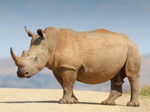 В Израиле в новогоднюю ночь носороги сбежали из зоопарка и разгуливали по парковке. Фото: Global Look Press