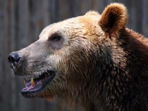 В зоопарке казахского города Шымкента испуганная новогодними фейерверками медведица съела детенышей. Фото: Global Look Press