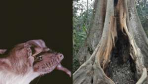 Колония летучих мышей вида Mops condylurus обитала в высохшем дереве в Мелианду (Гвинея) (фото Jakob Fahr; Fabian Leendertz, Robert Koch Institute, Berlin).