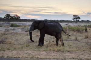 Африканский слон. Фото: Martin Bureau / AFP
