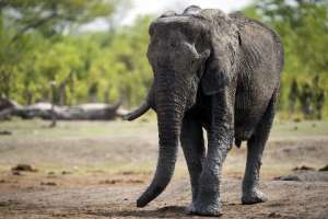 Африканский слон. Фото: Martin Bureau / AFP