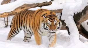 Амурский тигр. Фото: http://www.detishky.com