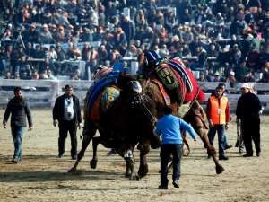В Турции прошел фестиваль верблюжьих боев, в котором приняли участие сотни животных. Фото: Reuters