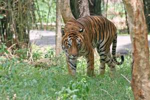 Тигр в Индии. Фото: http://proxvost.info